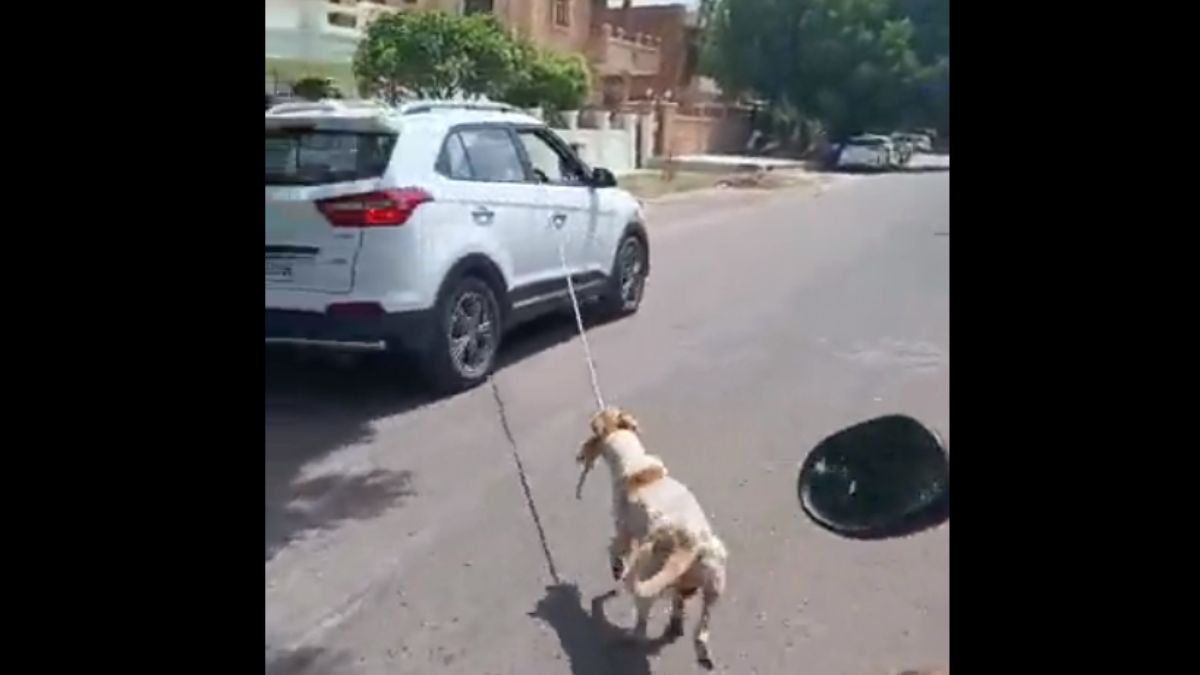 Dog Tied To Car, Dragged in Rajasthan’s Jodhpur; FIR Filed Against Driver | Watch